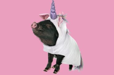 The king of joke (II)