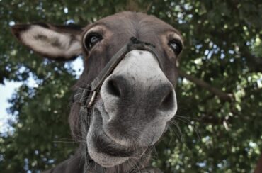 The king of joke (IV)